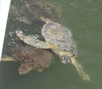 Marathon Key Turtle Hospital